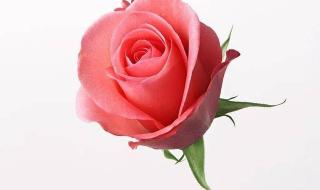赞玫瑰花的诗句有哪些 描写玫瑰的诗句